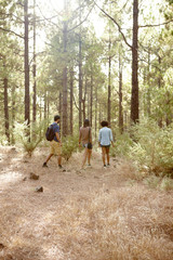 Obraz premium Friends hiking on a trail of pines