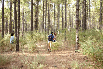 Fototapeta na wymiar Friends exploring the pine tree plantation