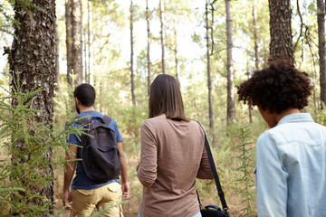 Naklejka na ściany i meble Three friends strolling in a pine plantation