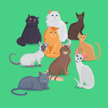 Collection of Cats of Different Breeds. Set cats.