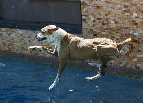 Dog just about to land in the swimming pool