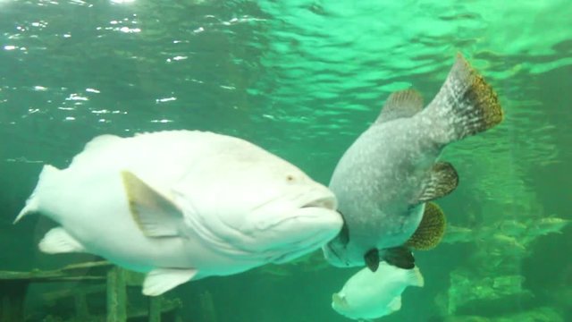Fish life underwater in Thailand 