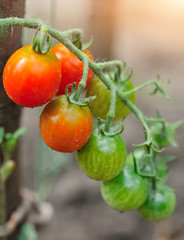 Ripe and green tomatoes growing on the vine