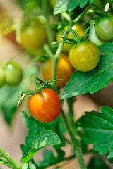 Ripe and green tomatoes growing on the vine