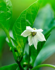 Obraz na płótnie Canvas Green Bell pepper's cute white flower (Capsicum annuum)