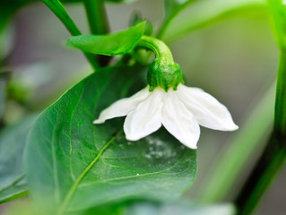 Obraz premium Flower bell pepper among green leaves in the garden