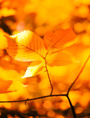 Autumn yellow leaves of hazel in the sunlight in the forest