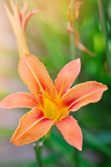 Hemerocallis - Beautiful daylily flowers blossom in the garden