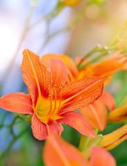 Hemerocallis - Beautiful daylily flowers blossom in the garden