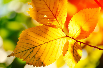 Autumn yellow leaves of hazel in the sunlight in the forest