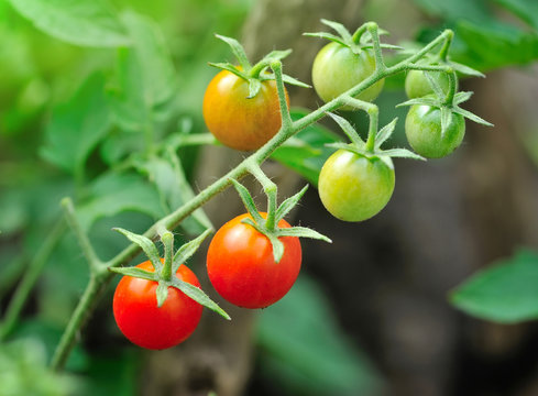 Cherry Tomatoes Growing On The Vine