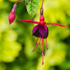 Floating Fuchsia