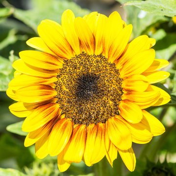 Sunshine Flower