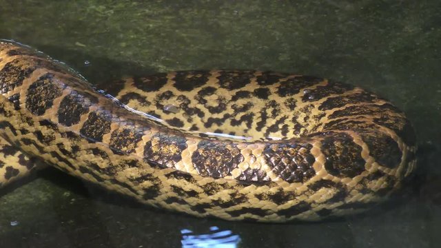 Paraguayan anaconda in motion, 4K video