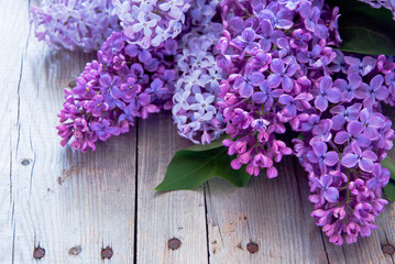 Lilac flowers with green leaves