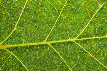 Fresh green leaf texture