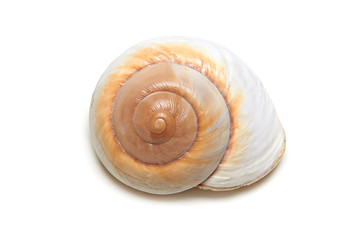 Spiral sheel