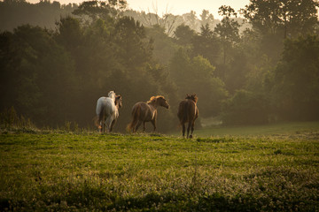 Wild horses running in the mountains at sunrise