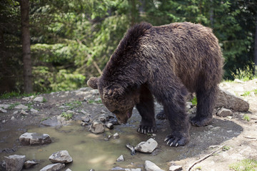 Obraz na płótnie Canvas Wild big male brown bear