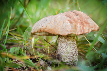 Wild-growing birch bolete (Leccinum scabrum) in the grass