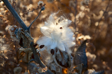 Milkweed - The seeds of a milkweed pod are light by the setting sun as they wait for a strong breeze to blow them on their way.