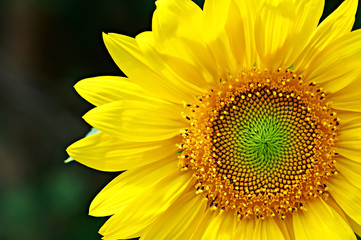 Obraz premium Sunflower