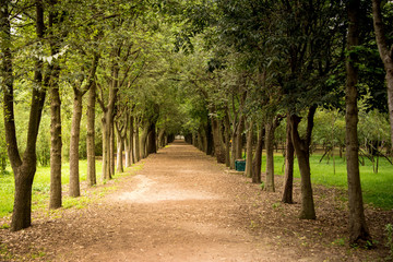 Tree lined path seen from one point perspective