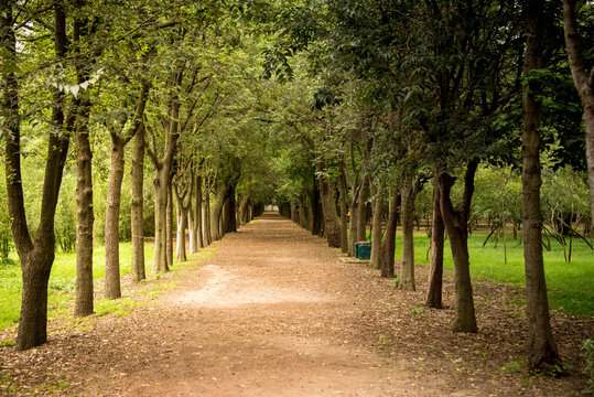 Tree lined path seen from one point perspective