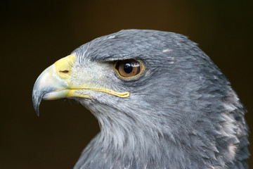 Black-chested buzzard-eagle - Geranoaetus melanoleucus