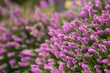 heather blossoms close up blurred background