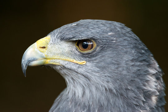 Black-chested buzzard-eagle - Geranoaetus melanoleucus