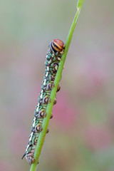 caterpillar of Sphinx pinastri