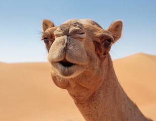 Fototapeta premium camels in the desert