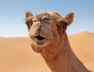 Foto op Plexiglas kamelen in de woestijn © arbalest