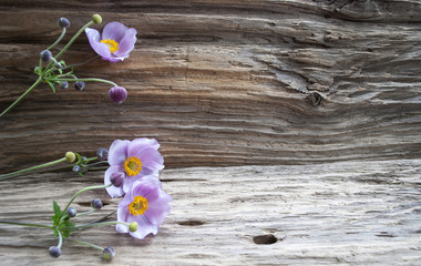 Rosa Herbstanemone (Anemone hupehensis) auf Treibholz / Holz Hintergrund 