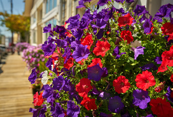 Flower Baskets, Coupeville, Washington. Colorful hanging flower baskets line the main street of Coupeville, Washington.

