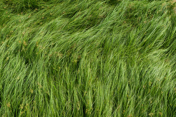 Nut grass, Purple nutsedge, Nutsedge, Cocograss