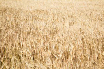 Field of ripe yellow wheat