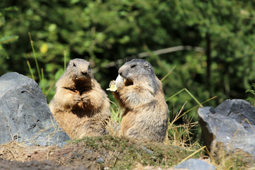 les marmottes gourmandes
