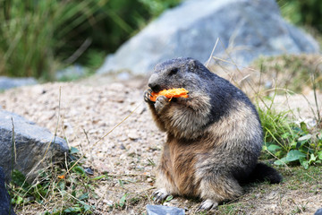 marmotte et sa carotte