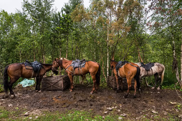 Saddled for trip horses