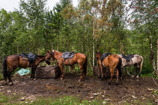 Saddled for trip horses
