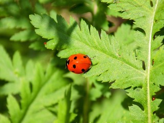 Ladybug on plant leaf