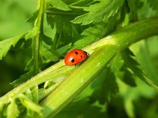 Ladybug on plant leaf