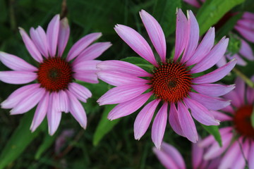 Fototapeta premium Echinacea - roter Sonnenhut