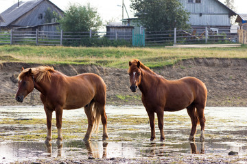 Rural landscape with horses