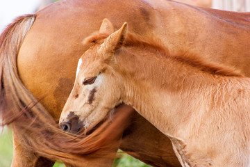 Mare with foal