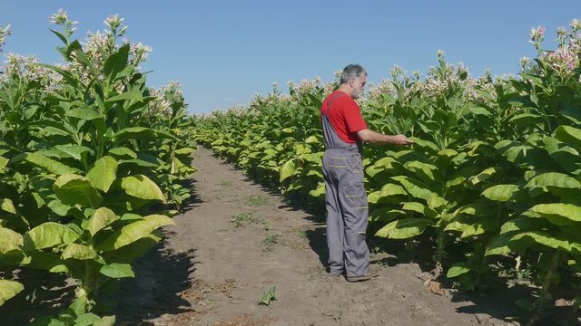 Farmer or agronomist examine blossoming tobacco plant in field