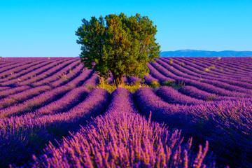 Fototapeta na wymiar Lavender field at plateau Valensole, Provence, France. Focus to the tree