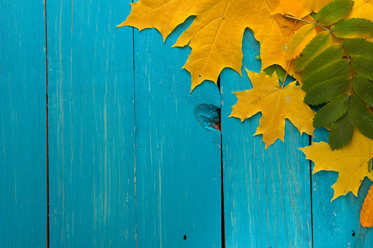 Autumn leaves over turquoise wooden background with empty space